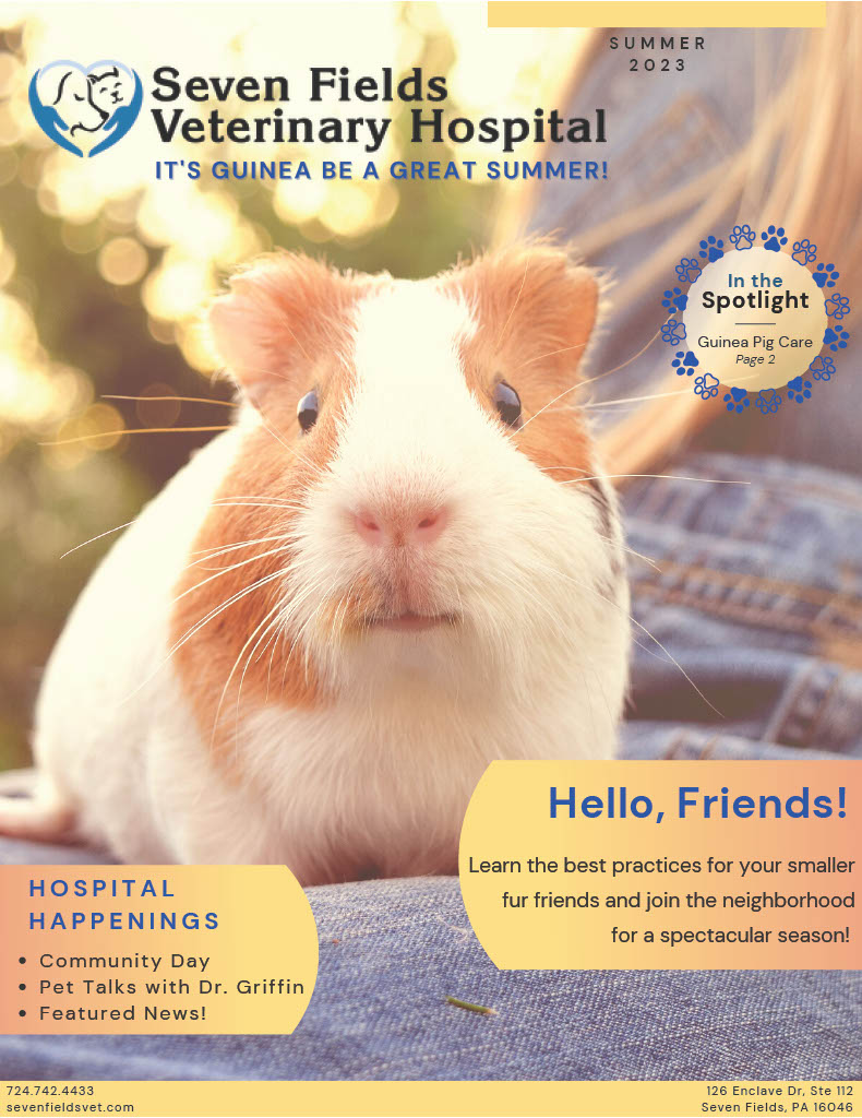 guinea pig at seven fields veterinary hospital
